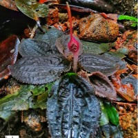Cryptocoryne thwaitesii Schott